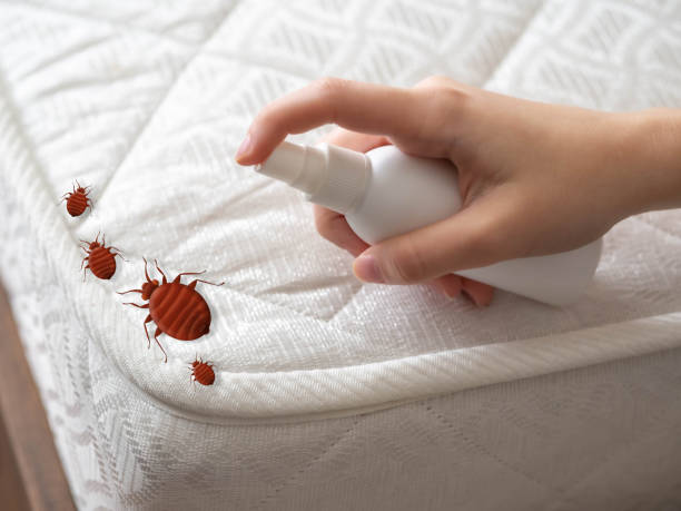 Best Flea Control Services  in Orwigsburg, PA